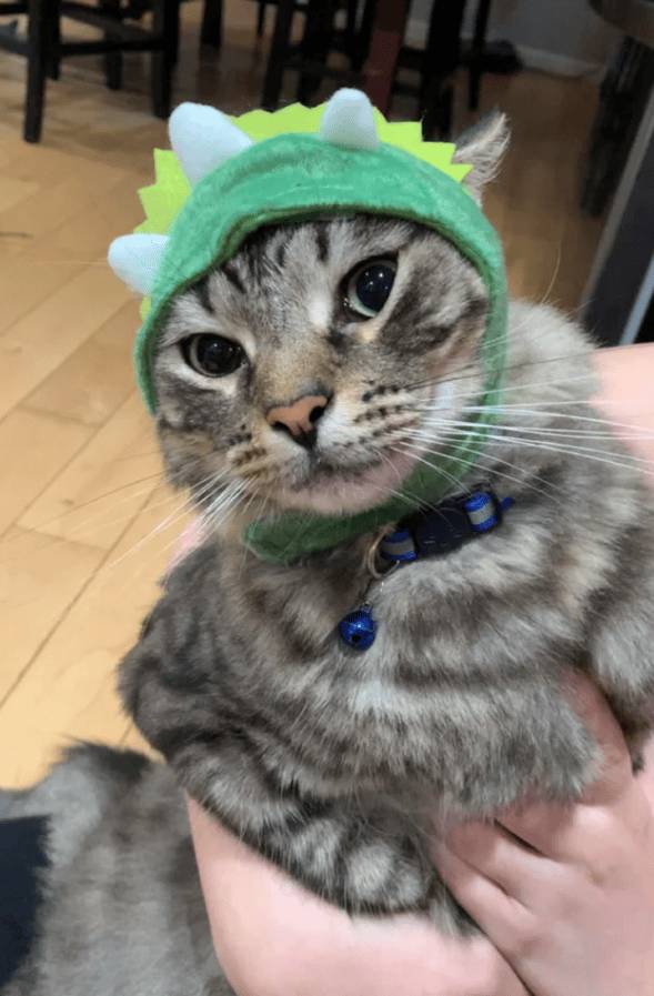 foto lucu kucing mujair pakai kostum dino hijau (reddit.com/UsingmyImaginationx)
