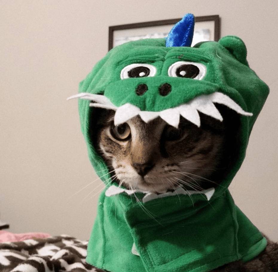 foto lucu kucing mujair pakai kostum dino hijau (reddit.com/chat_lunatique)