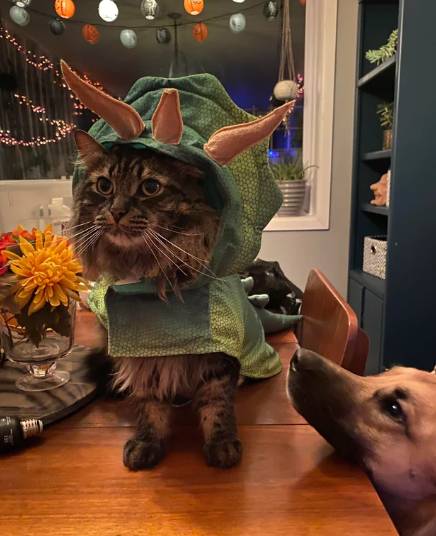 foto lucu kucing mujair pakai kostum dino hijau (reddit.com/Khahleesii)