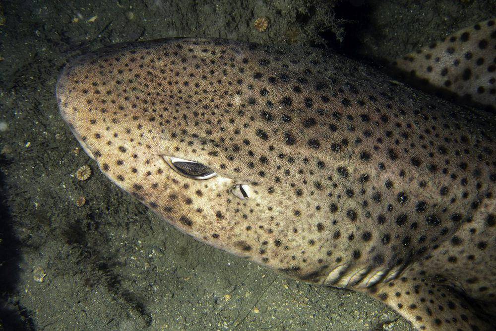 Hiu nursehound (commons.wikimedia.org/Bernard Picton)