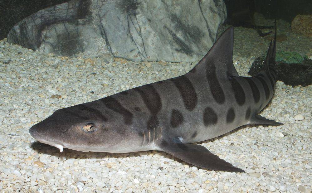 Hiu macan tutul, salah satu spesies hiu bercorak tutul (commons.wikimedia.org/Brian Gratwicke)