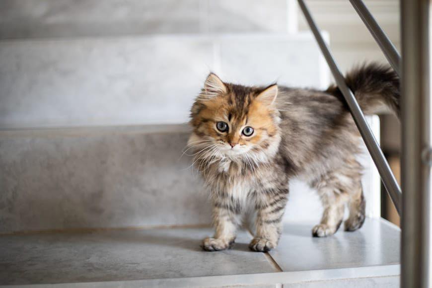 5 Tipe Tubuh Kucing, Cat Lovers Harus Tahu!