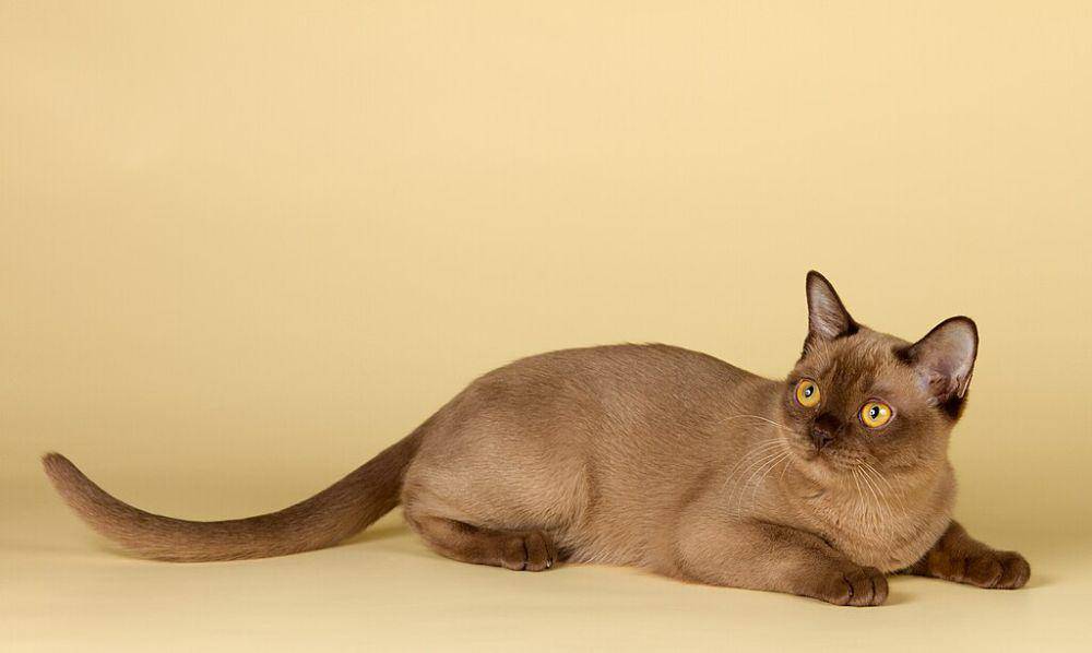 burmese (commons.wikimedia.org/Sergey Lubov)