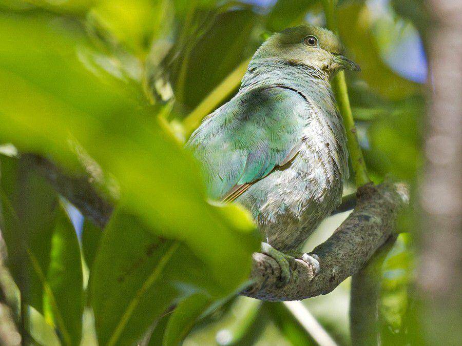Program konservasi mendukung kelestariannya (ebird.org/Mat Gilfedder)