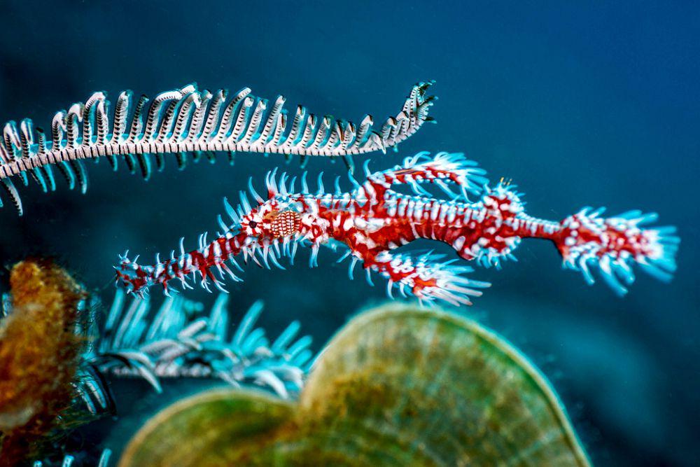 ilustrasi ornate ghostpipefish (flickr.com/Ludovic)