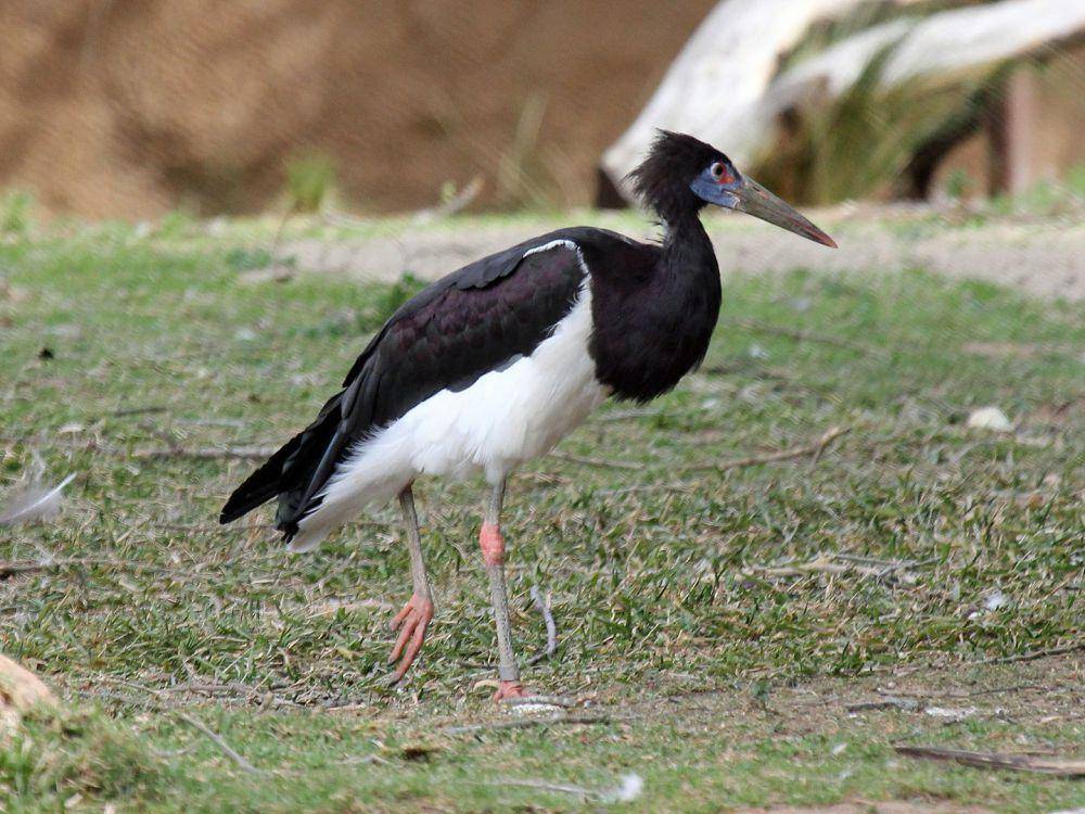 Abdim’s Stork (commons.wikimedia.org/DickDaniels)