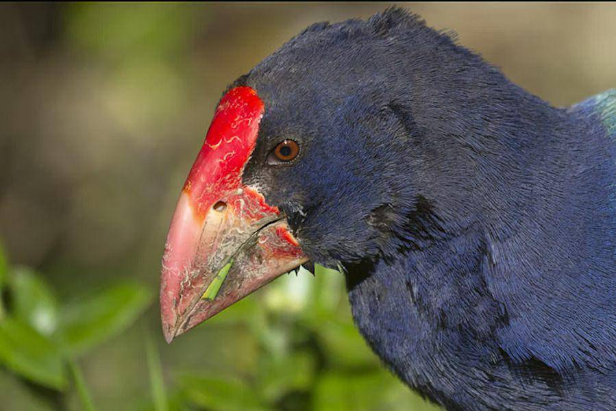 ilustrasi burung takahe (nzbirdsonline.org.nz)
