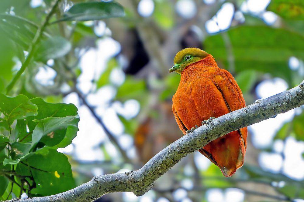 Burung khas kepulauan fiji (media.ebird.org/Daniel López-Velasco)