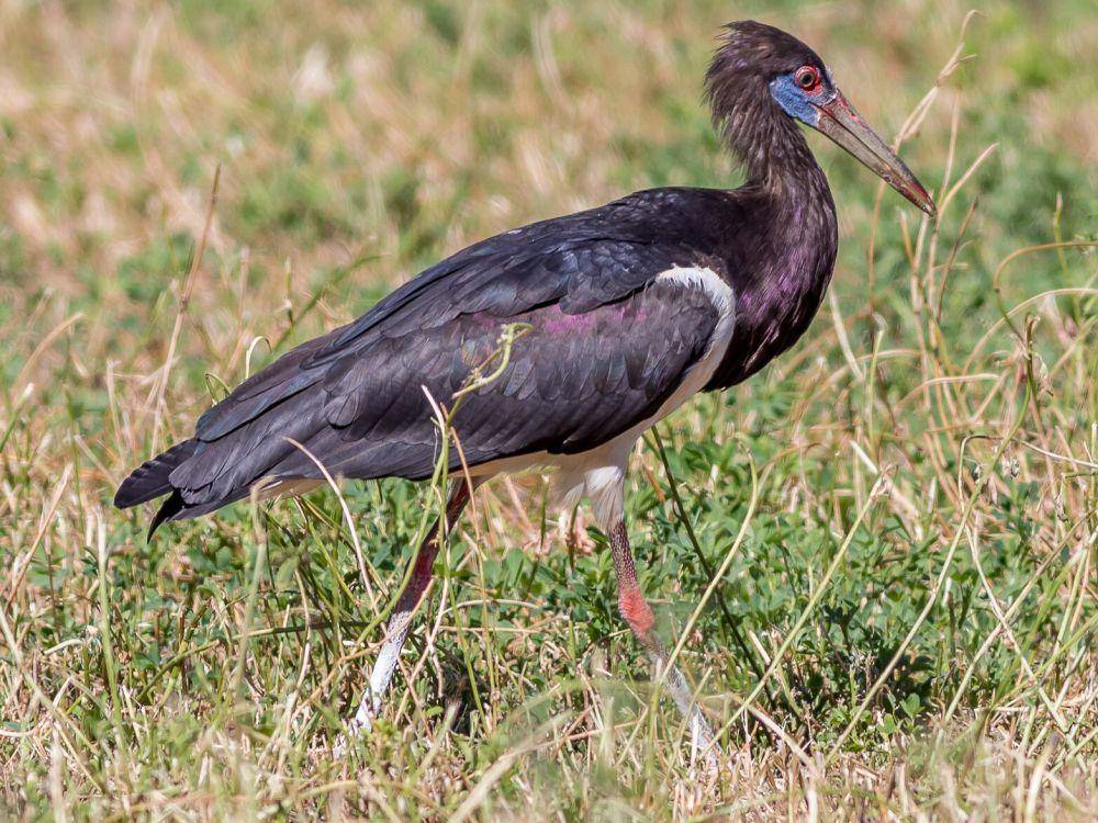 Simbol keberuntungan di Afrika (ebird.org/aaron evans)