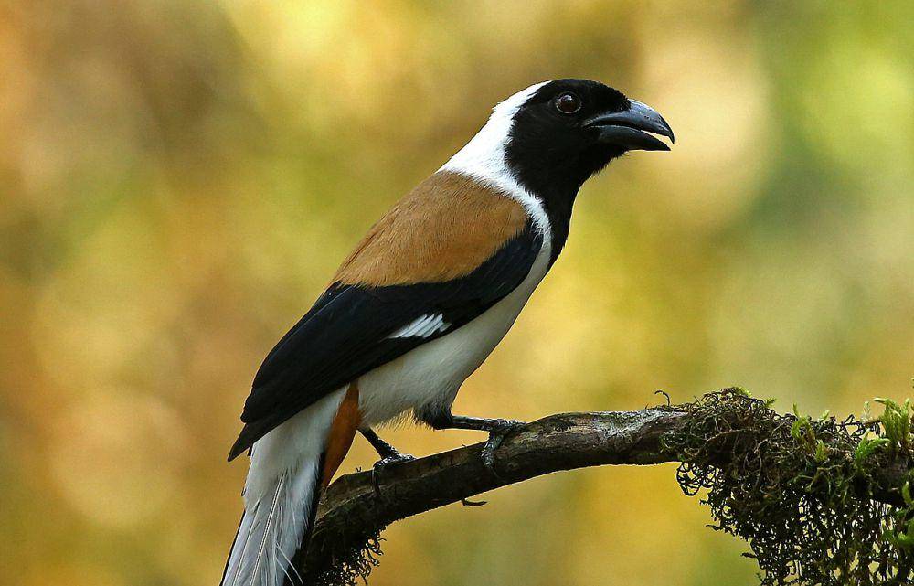ilustrasi burung dari genus Dendrocitta (commons.wikimedia.org/Davidvraju)