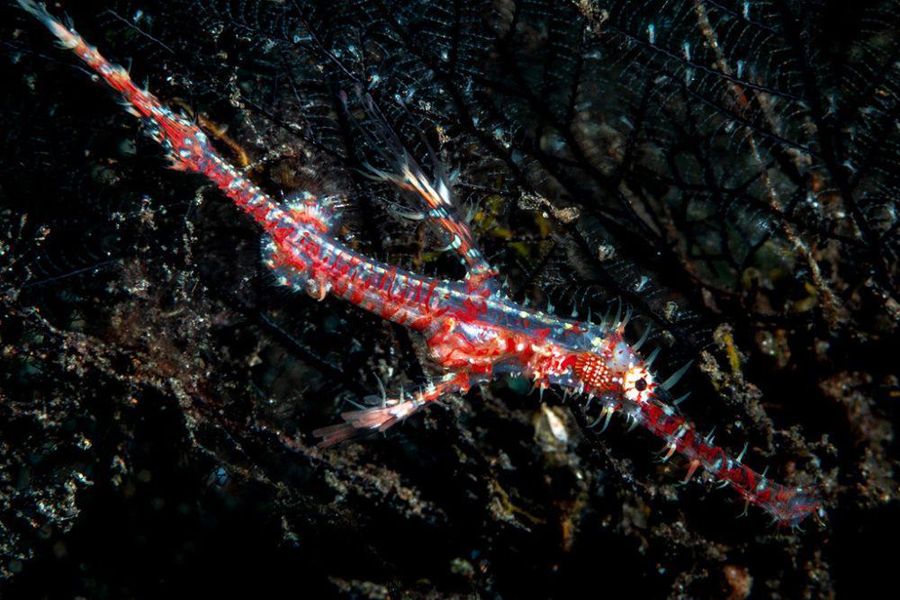 ilustrasi ornate ghostpipefish (flickr.com/Ludovic)