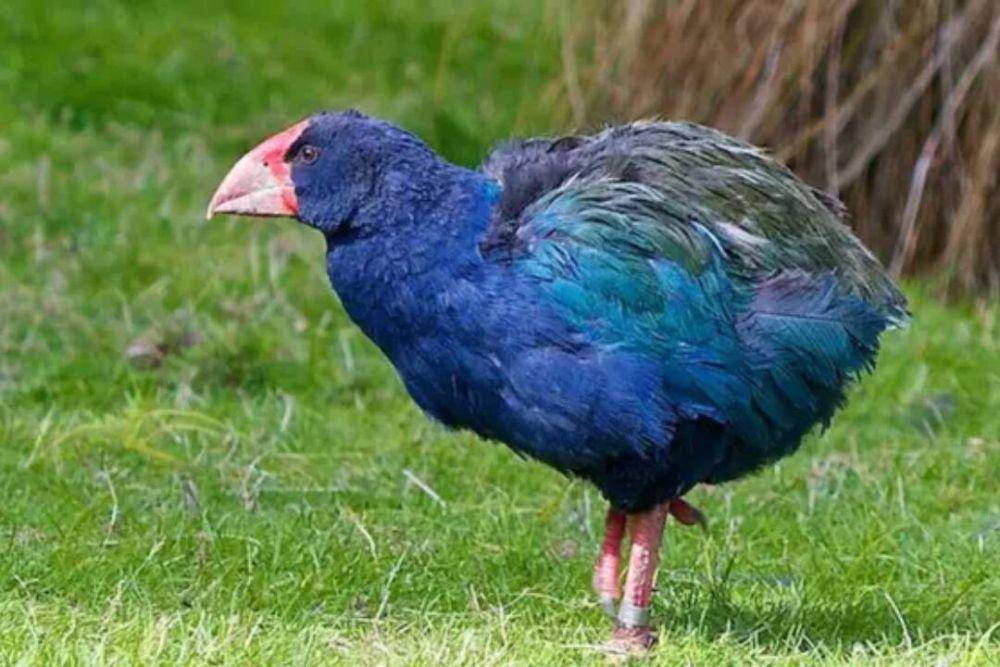 ilustrasi burung takahe (bbc.com)