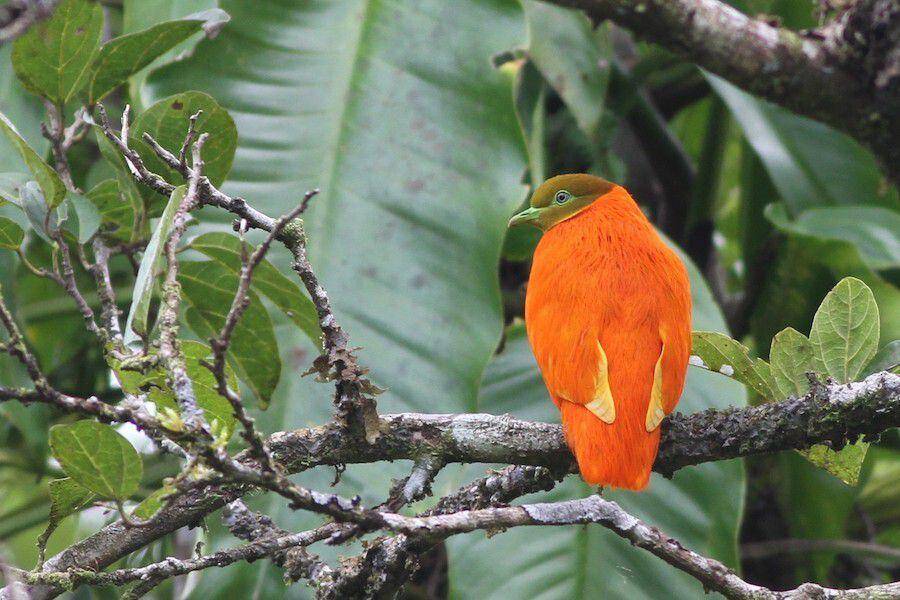 Tinggal di hutan tropis yang kaya (media.ebird.org/Chris Wiley)
