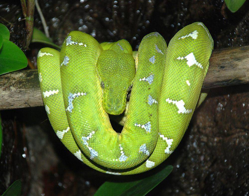 ilustrasi Corallus caninus (commons.wikimedia.org/Jarek Tuszyński)