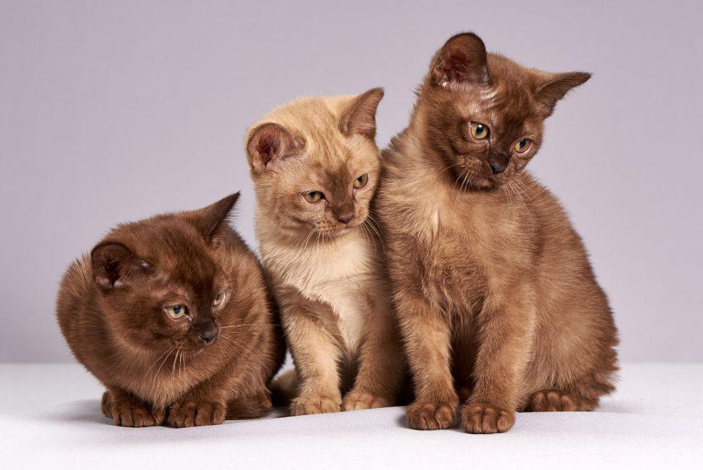 7 Ras Kucing Berkepribadian Penyayang, Populer di Tahun 2025
