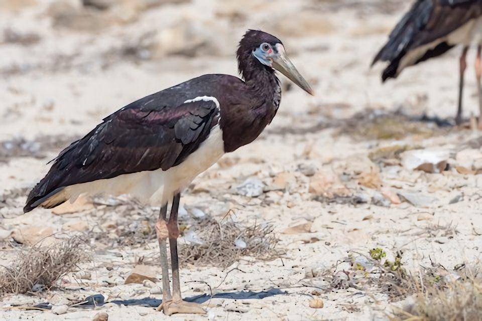 Habitat sub-Sahara yang luas (ebird.org/Phil Chaon)