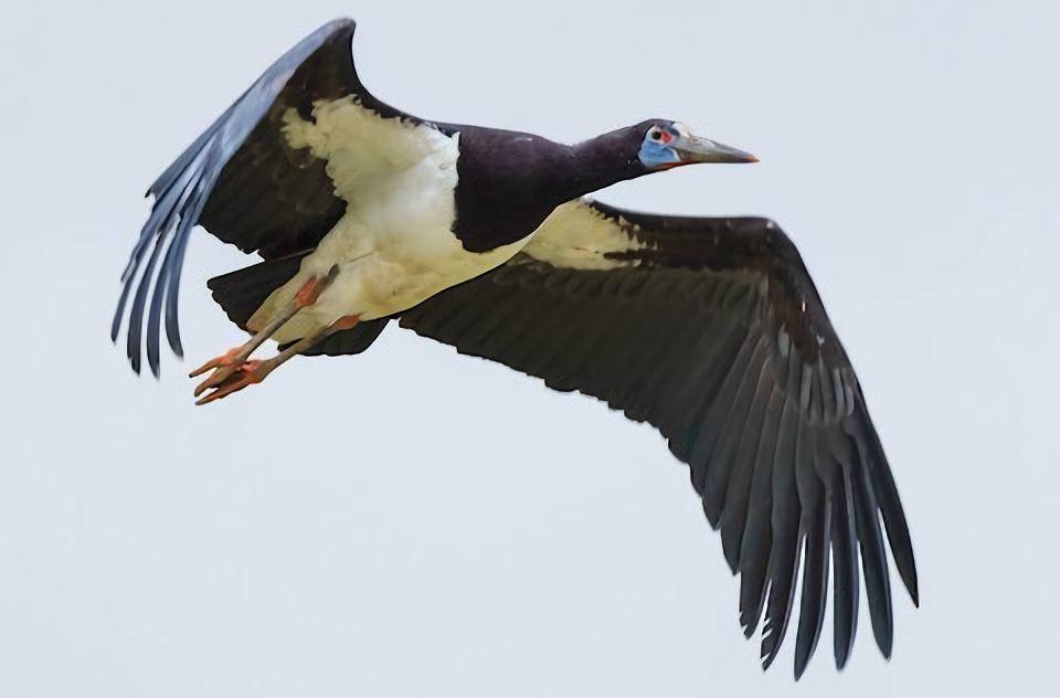 Migrasi panjang ke wilayah hangat (ebird.org/Marcin Dyduch)