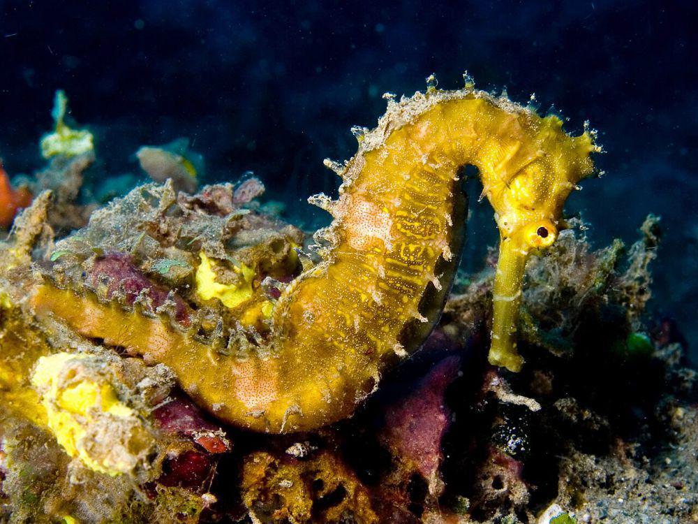 5 Kuda Laut Unik yang Menguni Perairan Indonesia, Penampilannya Unik!