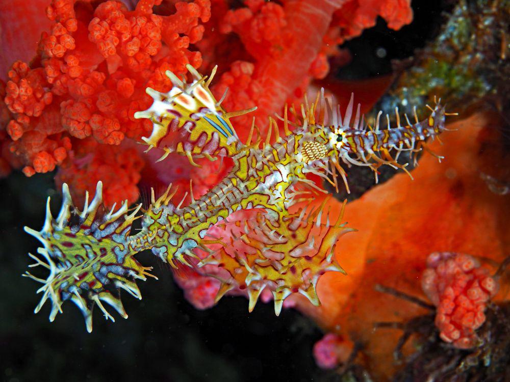 5 Fakta Menarik Ornate Ghostpipefish, Hidup di Perairan Indo-Pasifik!