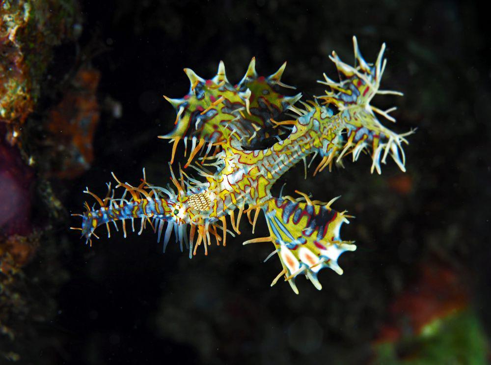 ilustrasi ornate ghostpipefish (flickr.com/divemecressi)