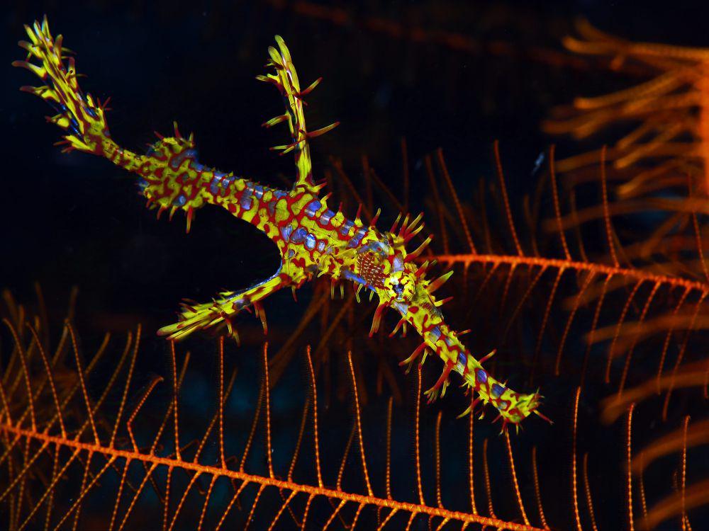 ilustrasi ornate ghostpipefish (flickr.com/divemecressi)