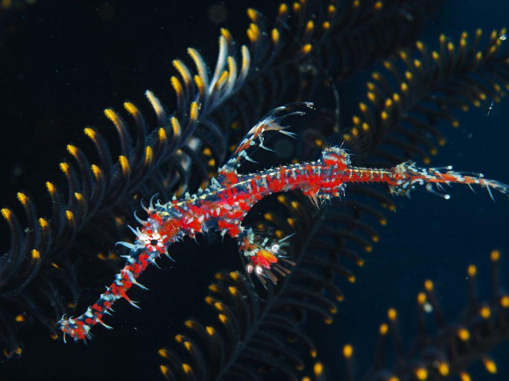 ilustrasi ornate ghostpipefish (flickr.com/divemecressi)