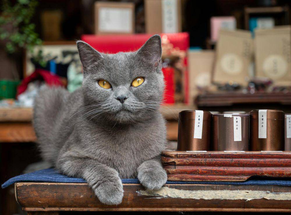 British shorthair (pexels.com/Vind 🌙)