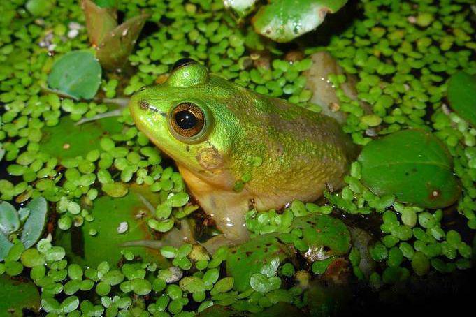 10 Fakta Menarik Katak Paradoks, Amfibi yang Tumbuh Mengecil