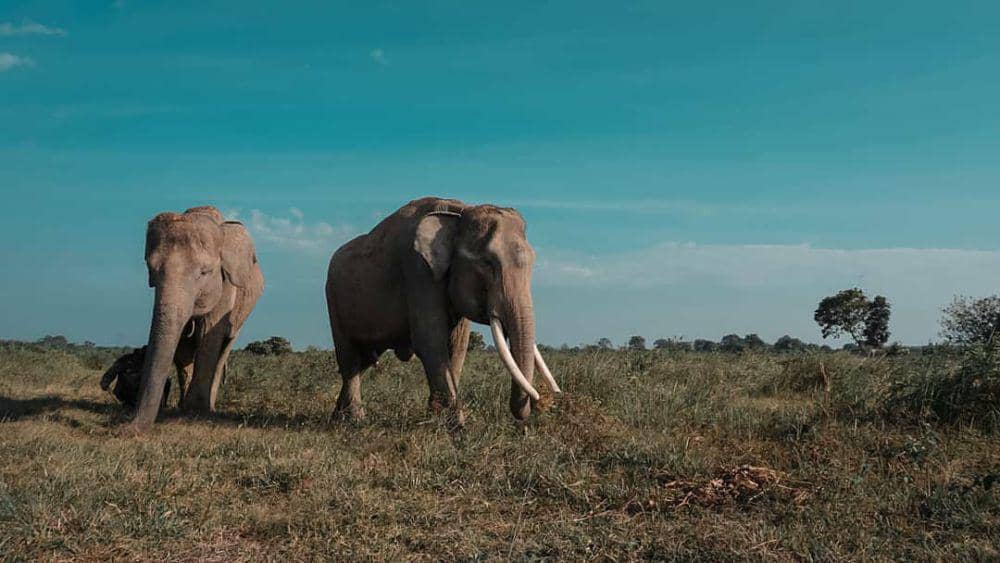 Instagram.com/taman nasional way kambas