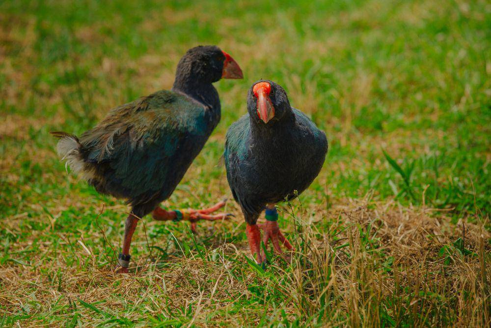 ilustrasi burung takahe (rotoroa.org.nz)