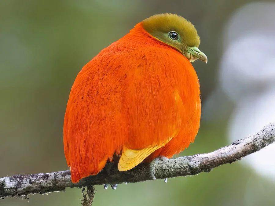 Burung Orange Dove (reddit.com/grvy_room)
