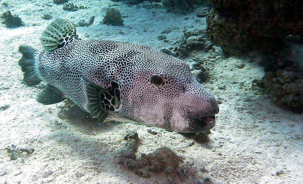 4 Ikan Beracun ditemukan di Indonesia, Racunnya Bisa Sebabkan Lumpuh