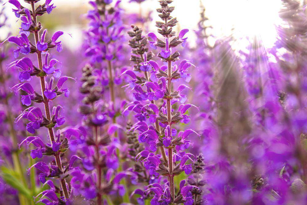 tanaman Salvia (pixabay.com/jotoya)