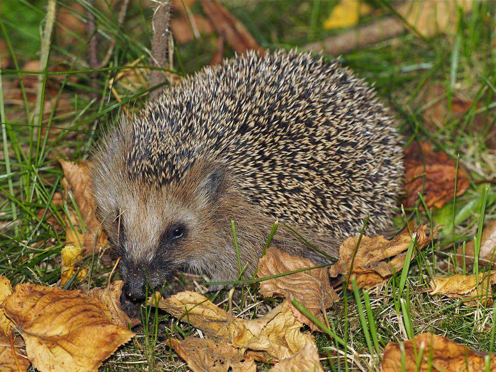 Landak eropa (commons.wikimedia.org/Jörg Hempel)