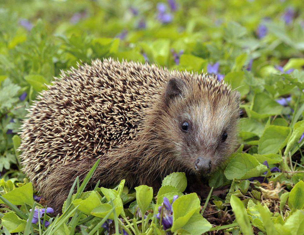 Landak eropa (commons.wikimedia.org/Michael Gäbler)