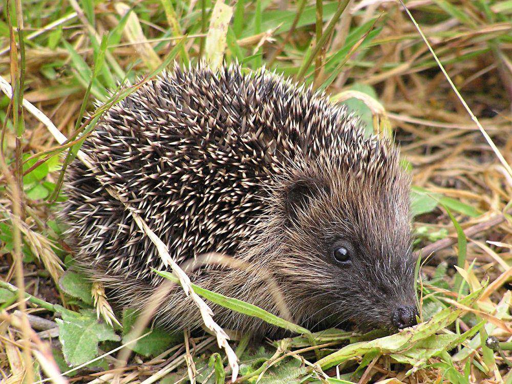 Landak eropa (commons.wikimedia.org/Tony Wills)