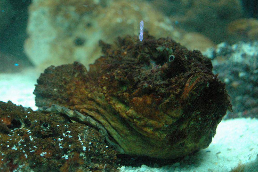 Ikan batu (commons.wikimedia.org/airforcefe)
