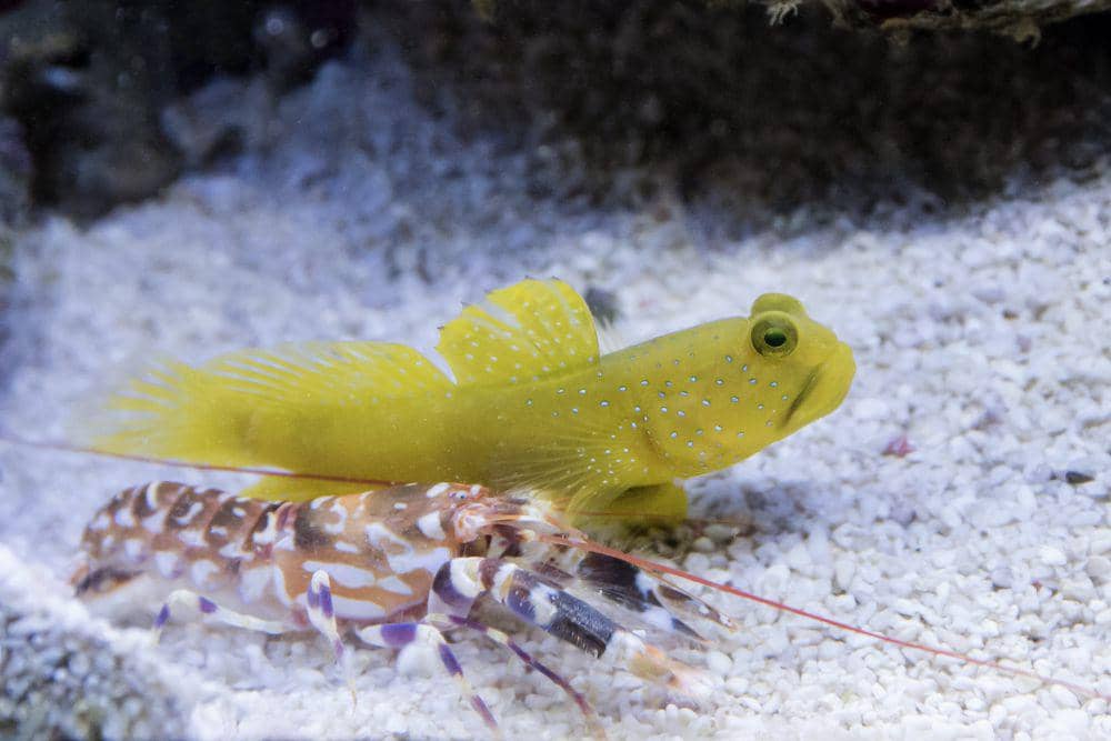 ilustrasi yellow prawn-goby (flickr.com/Laurent Moulin Photographie)