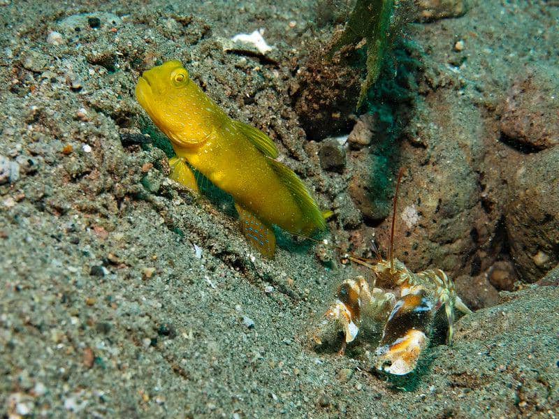 ilustrasi yellow prawn-goby (flickr.com/Klaus Stiefel)