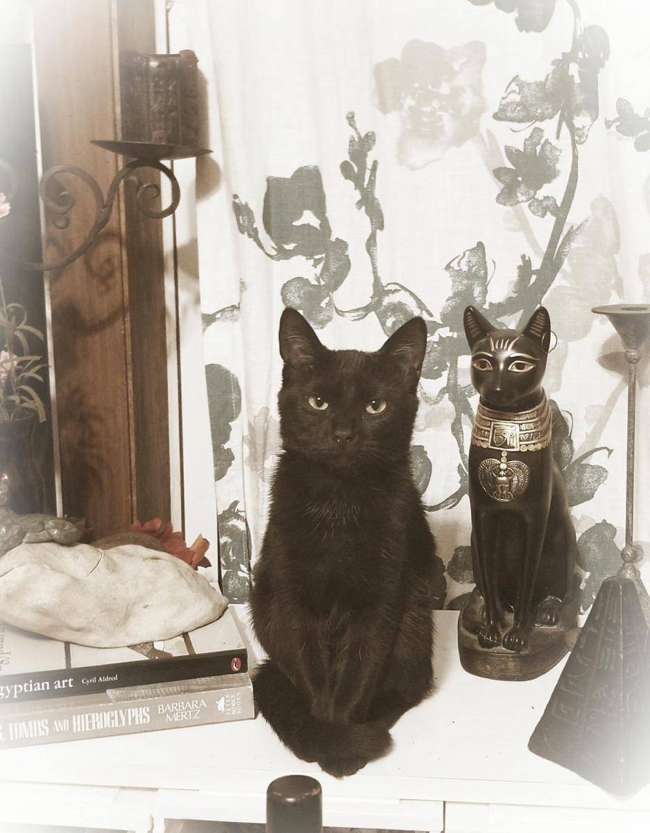 foto lucu kucing dengan vibes Mesir Kuno (reddit.com/T-Nil)