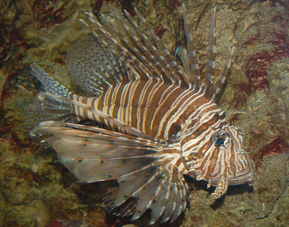 Ikan singa (commons.wikimedia.org/Ram-Man)