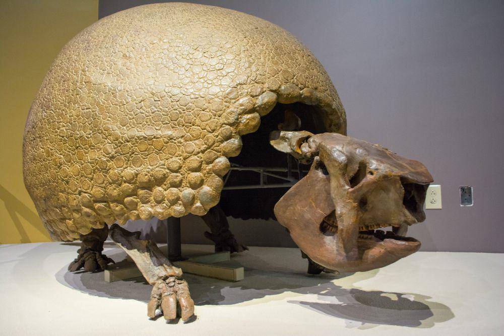 Glyptodon (flickr.com/Tim Evanson)