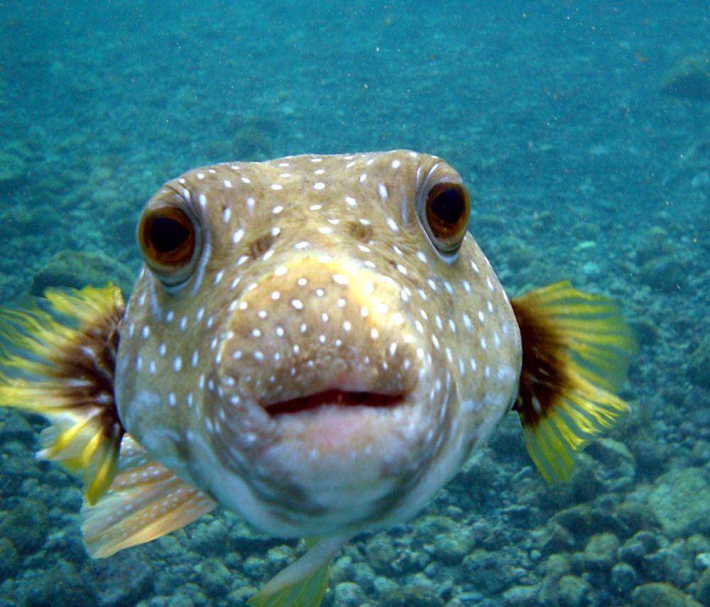 Ikan buntal (commons.wikimedia.org/Brocken Inaglory)