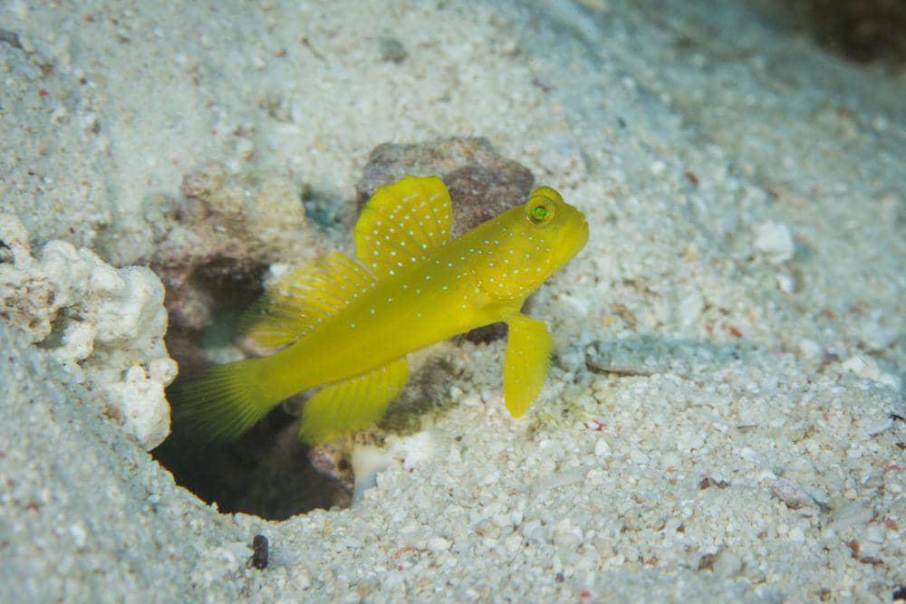 ilustrasi yellow prawn-goby (flickr.com/Taco Cheung)