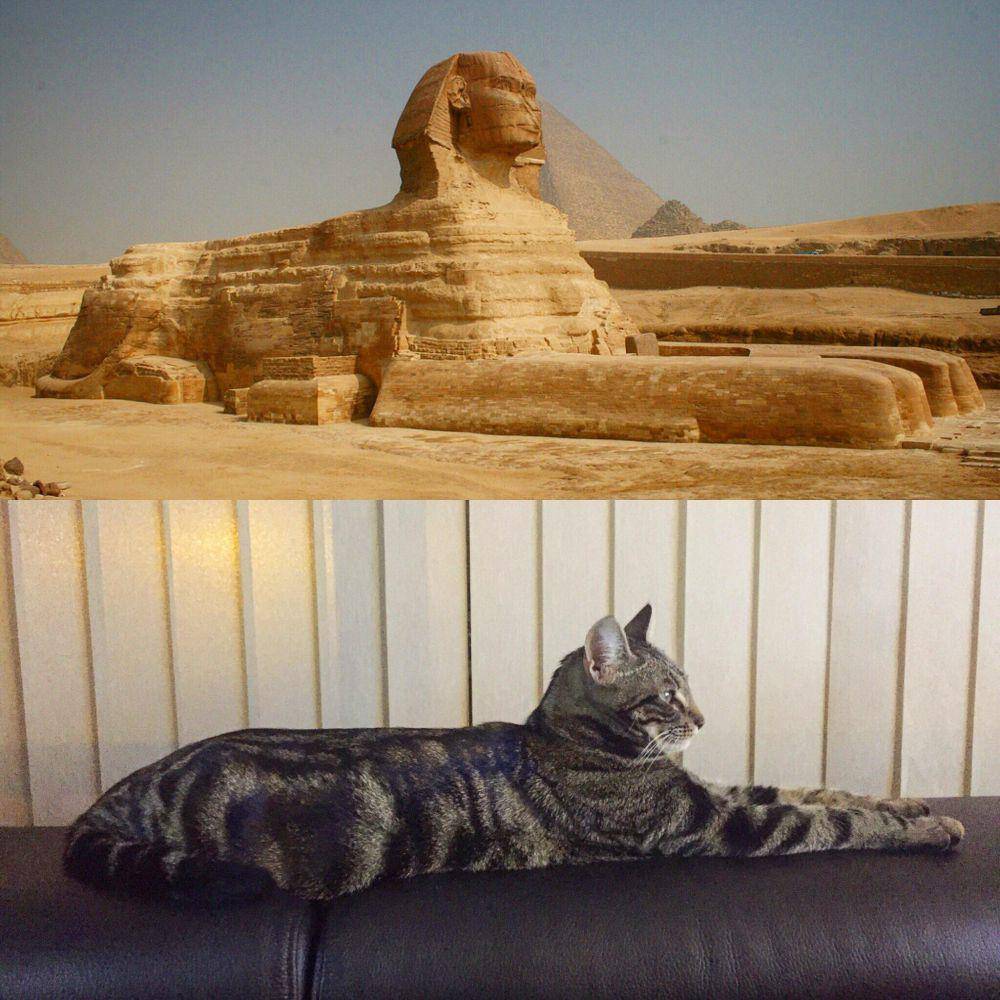 foto lucu kucing dengan vibes Mesir Kuno (reddit.com/KawaGreen)