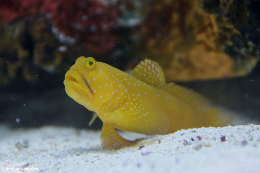 ilustrasi yellow prawn-goby (flickr.com/Claudine Lamothe)