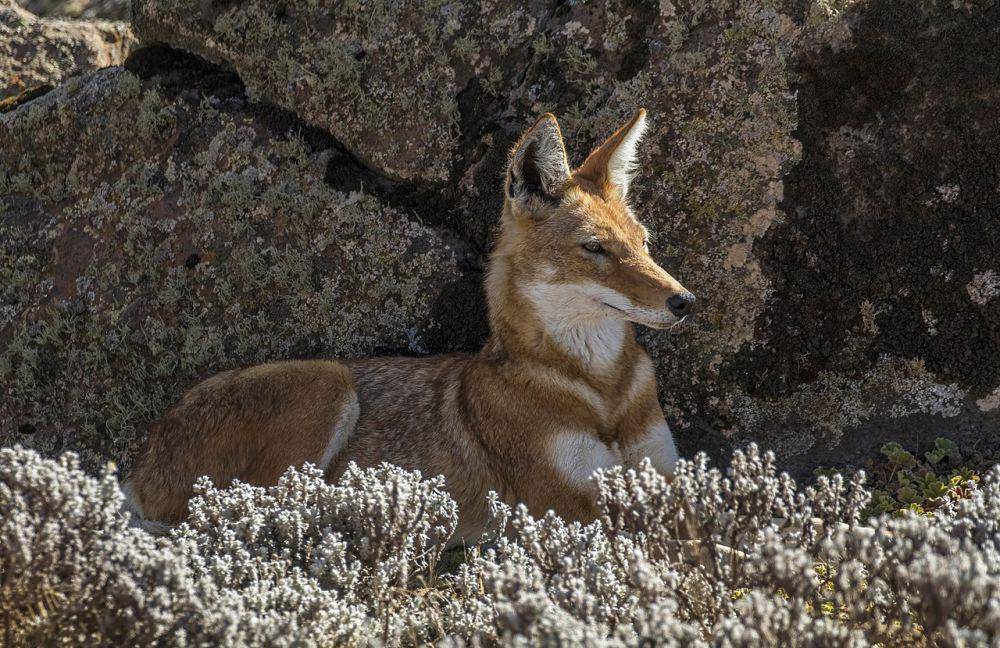 foto ethiopian wolf (commons.m.wikimedia.org/Charles J. Sharp)