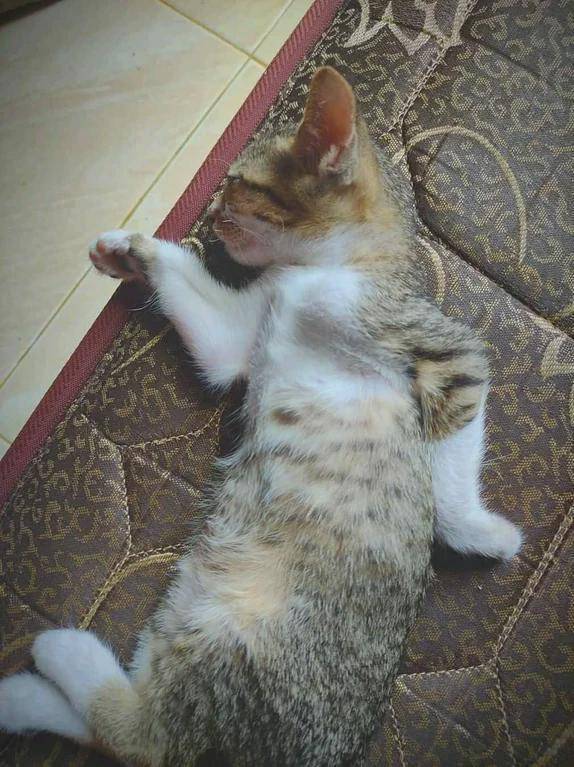 foto lucu kucing dengan vibes Mesir Kuno (reddit.com/Honest_Dependent9288)