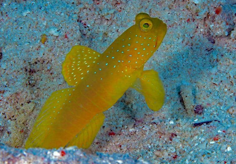 ilustrasi yellow prawn-goby (flickr.com/divemecressi)