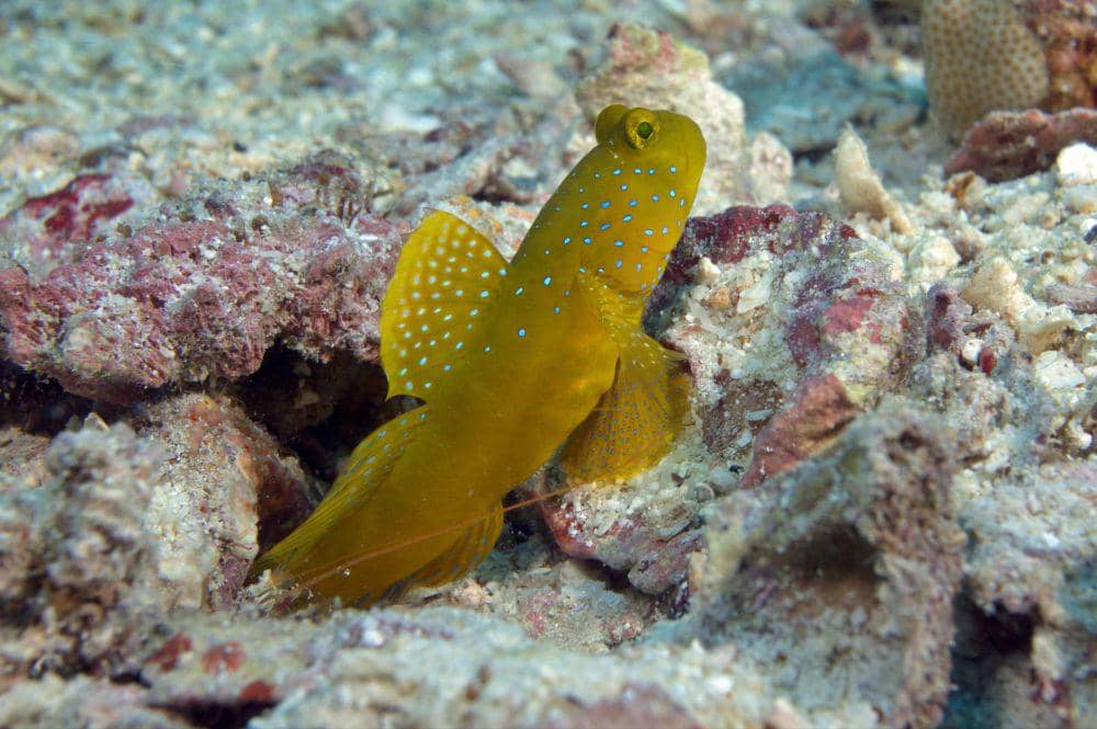 5 Kemampuan Unik Yellow Prawn-goby, Memiliki Mata yang Sangat Tajam!